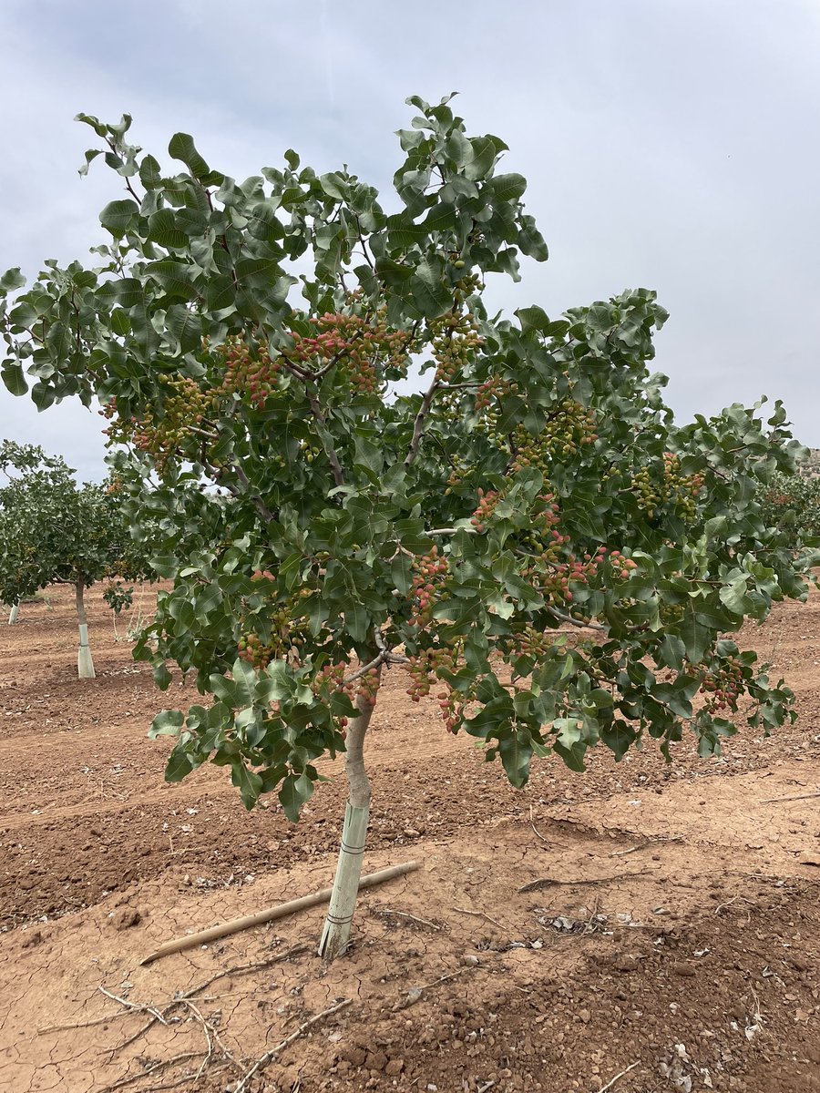 NOLITOgranada's tweet photo. @josemagascon @agropopular @ETSIAMCordoba Buenas Jose…. Ya tienen 5, fotos realizadas en estas últimas semanas #pistacho #Antequera #agronomo https://t.co/XGxbFNa1ul
