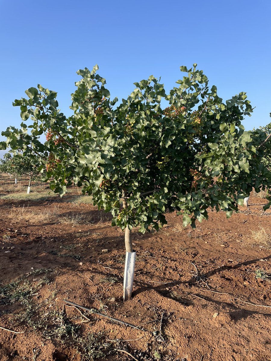NOLITOgranada's tweet photo. @josemagascon @agropopular @ETSIAMCordoba Buenas Jose…. Ya tienen 5, fotos realizadas en estas últimas semanas #pistacho #Antequera #agronomo https://t.co/XGxbFNa1ul