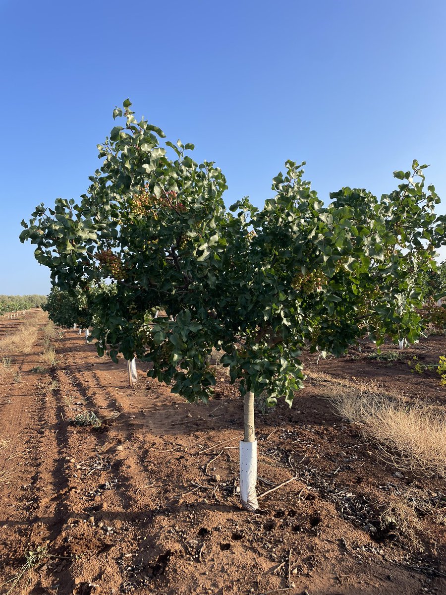 NOLITOgranada's tweet photo. @josemagascon @agropopular @ETSIAMCordoba Buenas Jose…. Ya tienen 5, fotos realizadas en estas últimas semanas #pistacho #Antequera #agronomo https://t.co/XGxbFNa1ul