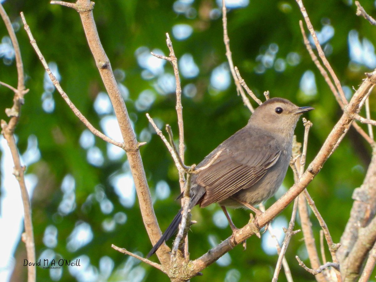 Juvenile grey catbird