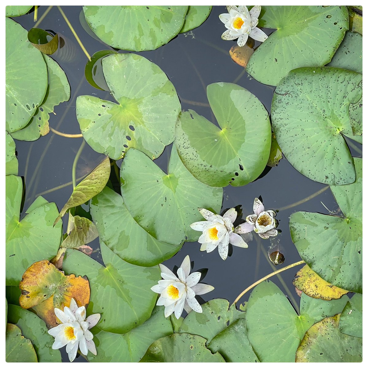 McQuadeJess's tweet image. Holidaying in #pembrokeshire #stackpole