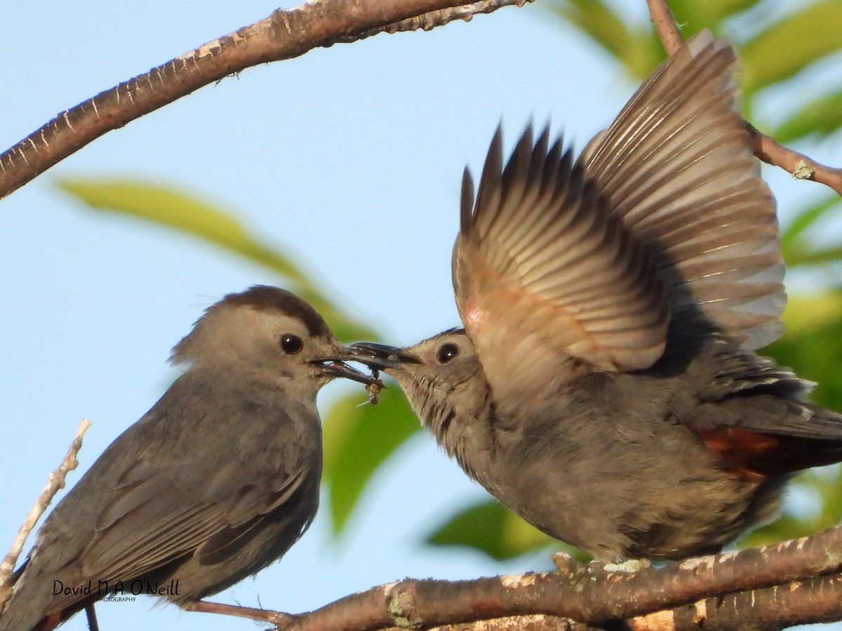 Adult feeding juvenile grey catbird