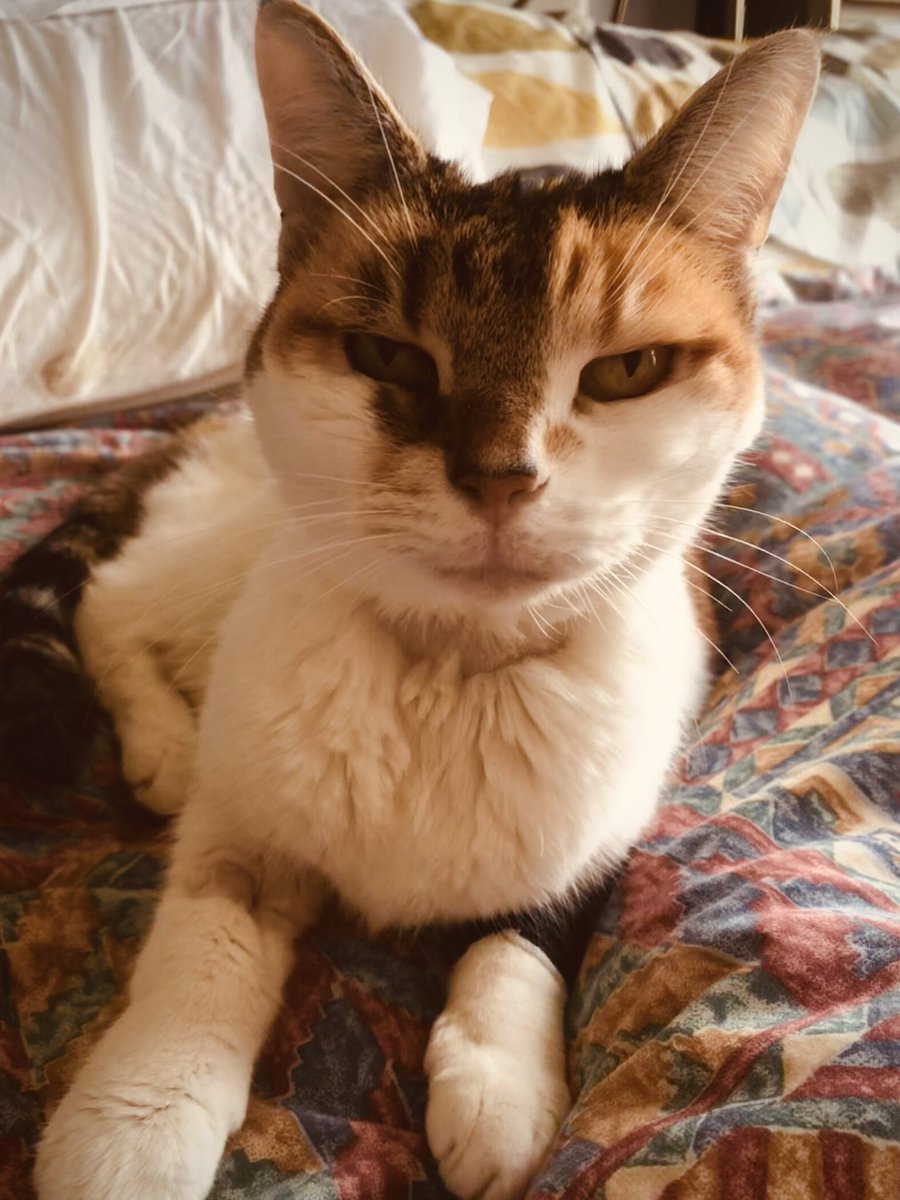 SuButcher's tweet image. Update on the lovely Mia:
Mia is back from her second Chemo today at @DWRVets . #catcancer 
/