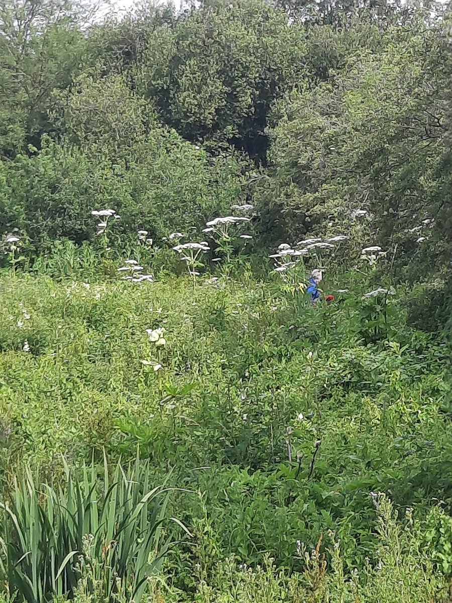 Medway Valley (@medwayvalley) on Twitter photo Yet more #GiantHogweed control today! About 8500 plants now treated in the #MedwayCatchment in 2023. Plants now getting large so please stay clear of them if you see them! Thanks to our project funders inc' <a href="/maidstonebc/">maidstonebc</a> <a href="/Kent_cc/">Kent County Council</a> @UMIDB <a href="/TMBC_Kent/">Tonbridge and Malling Borough Council</a>
<a href="/CheckCleanDryGB/">Check Clean Dry GB</a> #INNS Yet more #GiantHogweed control today! About 8500 plants now treated in the #MedwayCatchment in 2023. Plants now getting large so please stay clear of them if you see them! Thanks to our project funders inc' <a href="/maidstonebc/">maidstonebc</a> <a href="/Kent_cc/">Kent County Council</a> @UMIDB <a href="/TMBC_Kent/">Tonbridge and Malling Borough Council</a>
<a href="/CheckCleanDryGB/">Check Clean Dry GB</a> #INNS
