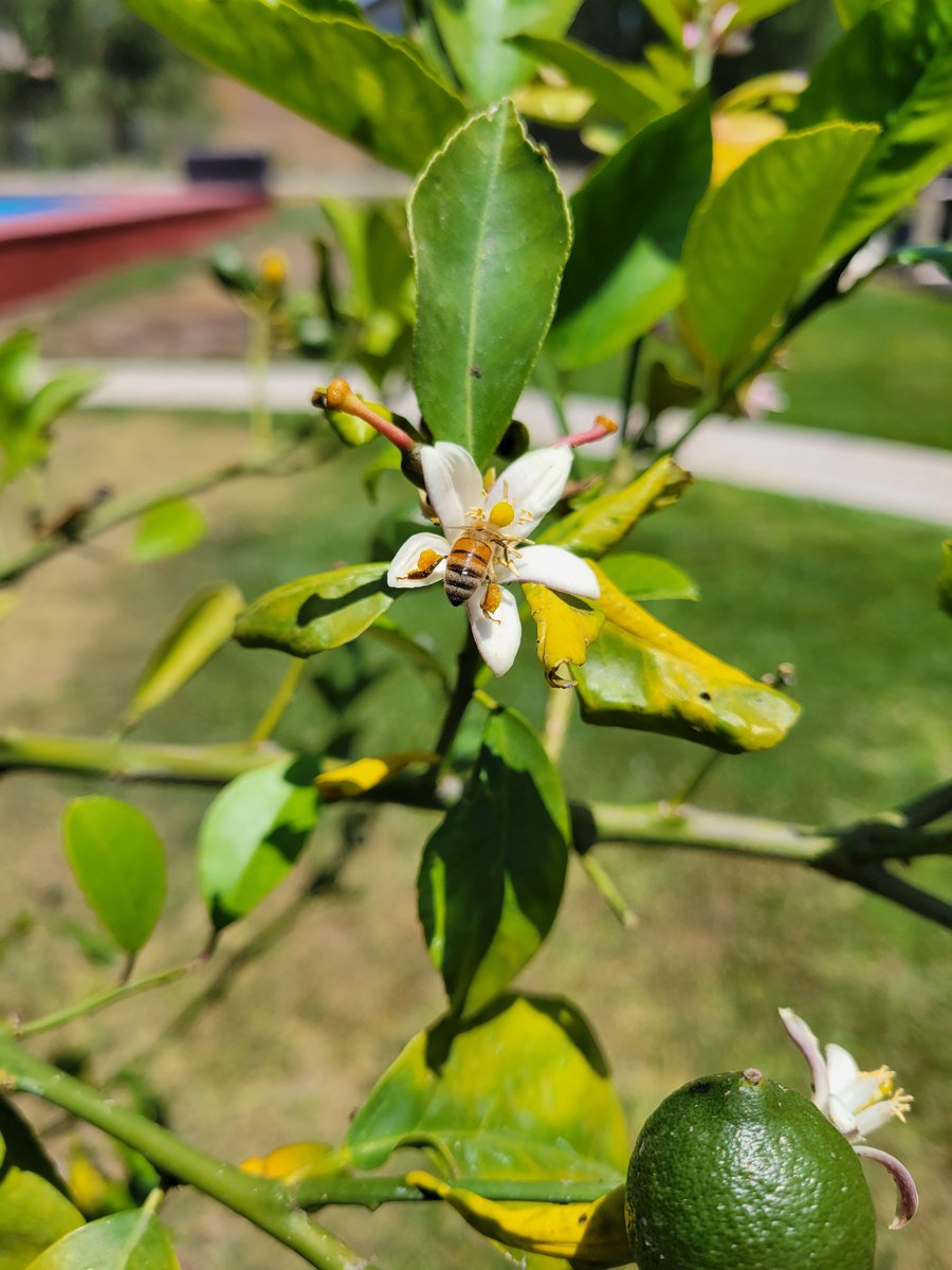 Citrus 🍋🍊 #flowersonfriday #PollinatorWeek #flowerhunting #pollinators