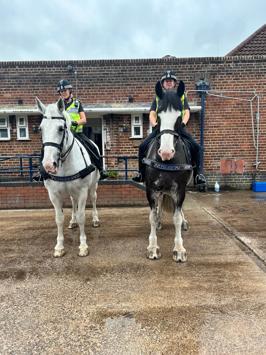 The Master and his Apprentice!
The last few evenings Silver has been escorting Harris on some local patrols around Allerton and Mossley Hill as part of Harris’s training. 
#StandTall #PHSilver #PHHarris #GoodTeacherEqualsAGoodStudent #PoliceHorseTraining