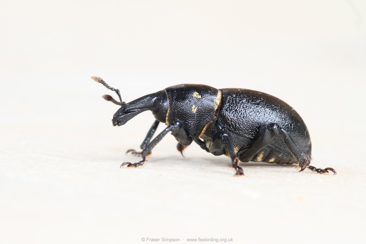 One of the largest weevils I've seen in the British Isles, Liparus coronatus, at Purfleet-on-Thames (16 mm inc rostrum). #Curculionidae 
<a href="/Coleopterist/">Max Barclay</a> <a href="/Buzz_dont_tweet/">Buglife</a> <a href="/EssexFieldClub/">Essex Field Club</a> <a href="/LNHSoc/">LNHS</a>
VC18 South Essex