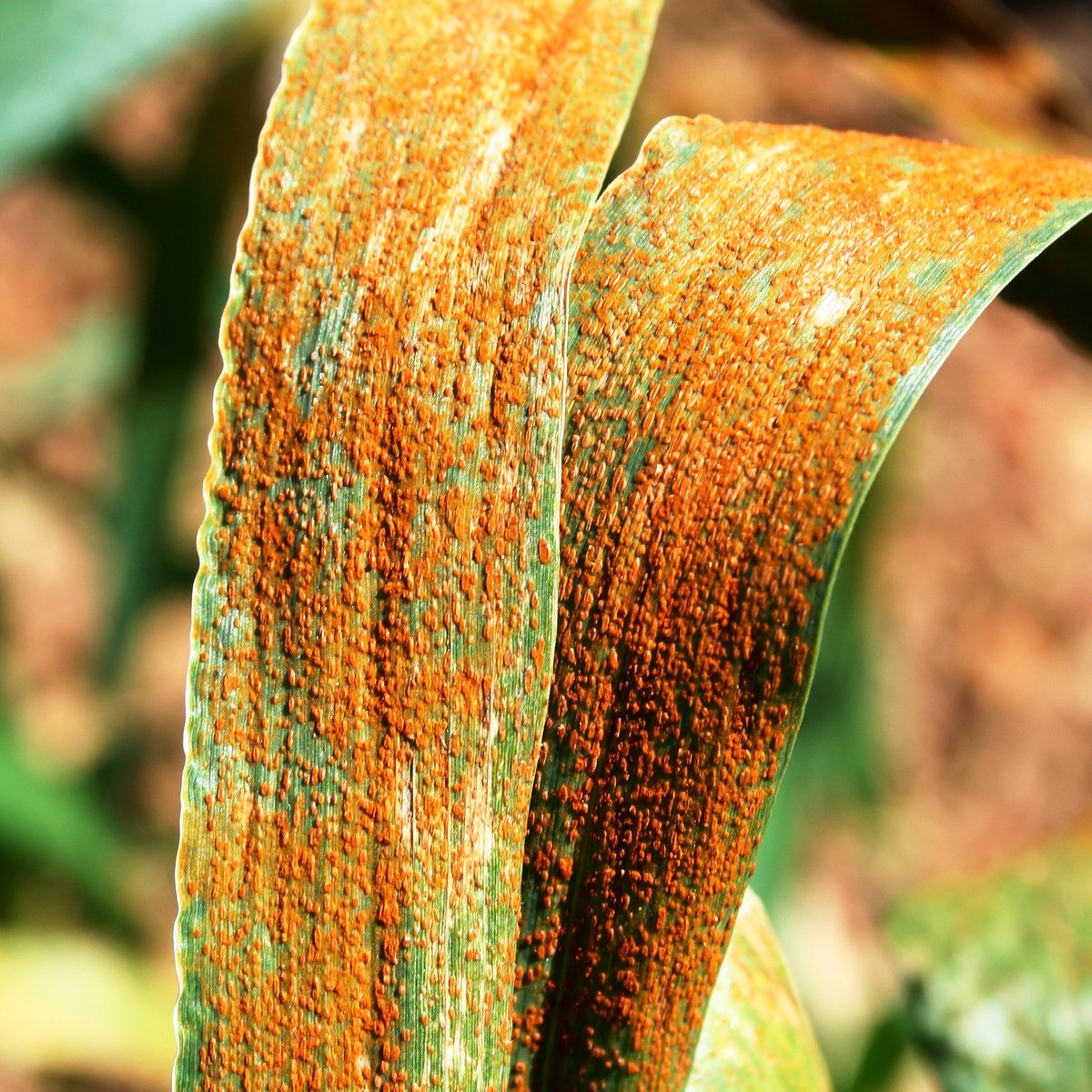 Leaf rust of #wheat
Puccinia triticina