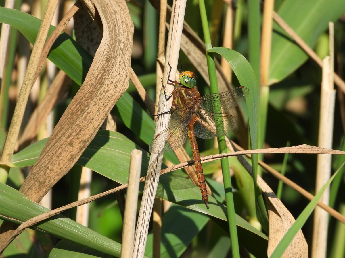 Lots of Norfolks showing very well at Slapton Ley yesterday. Thank you to <a href="/billcoulson3/">Bill Coulson</a> for directions