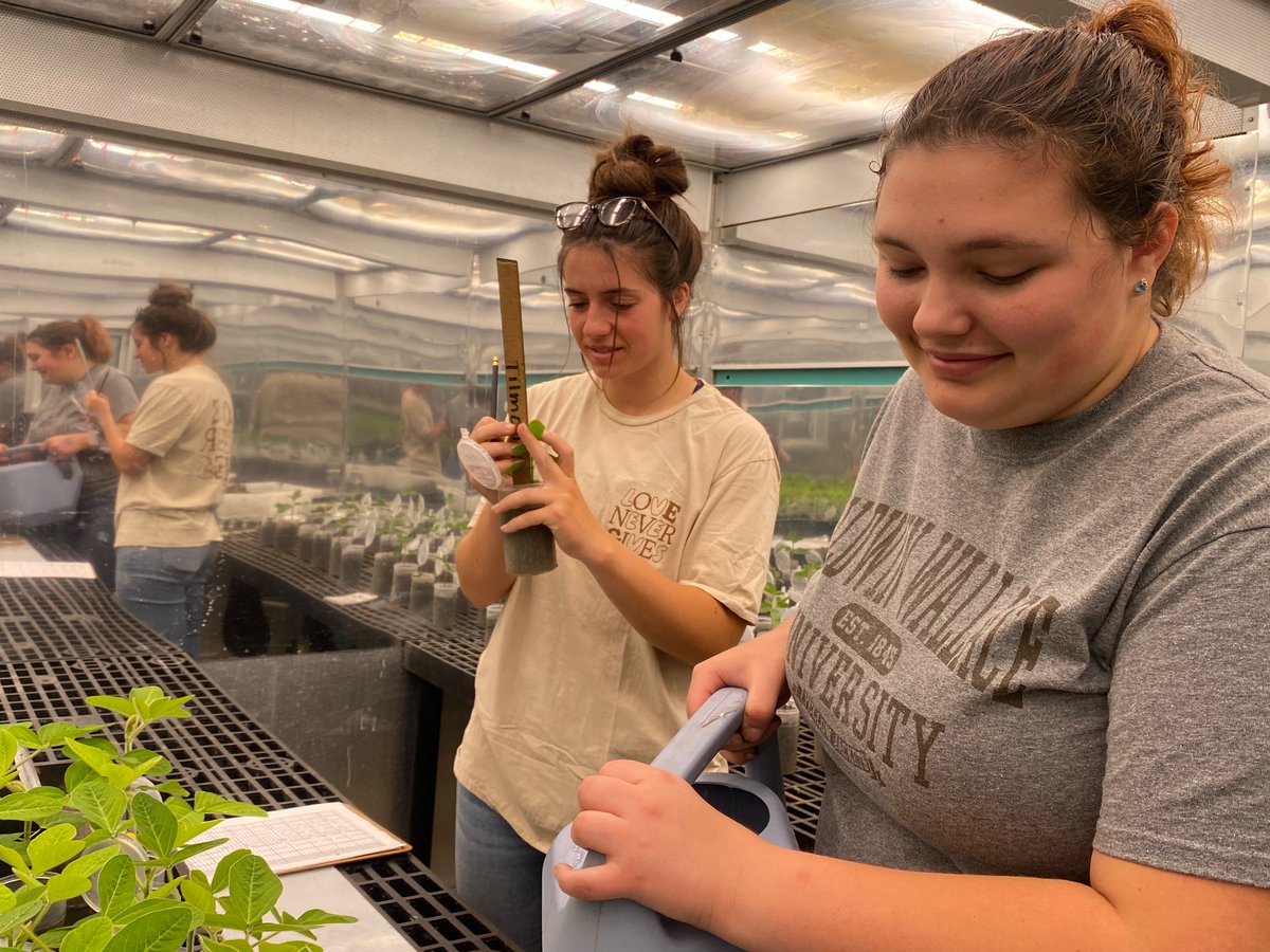 We’re looking at AGB feeding damage on soybean this morning! #undergraduate #research #scout23