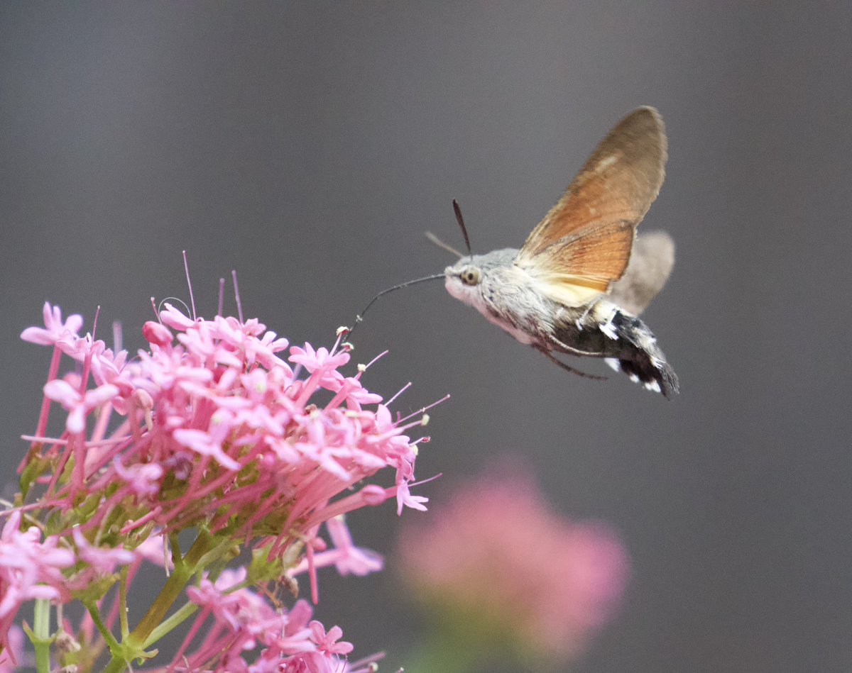 Heathrow Biodiversity tweet media