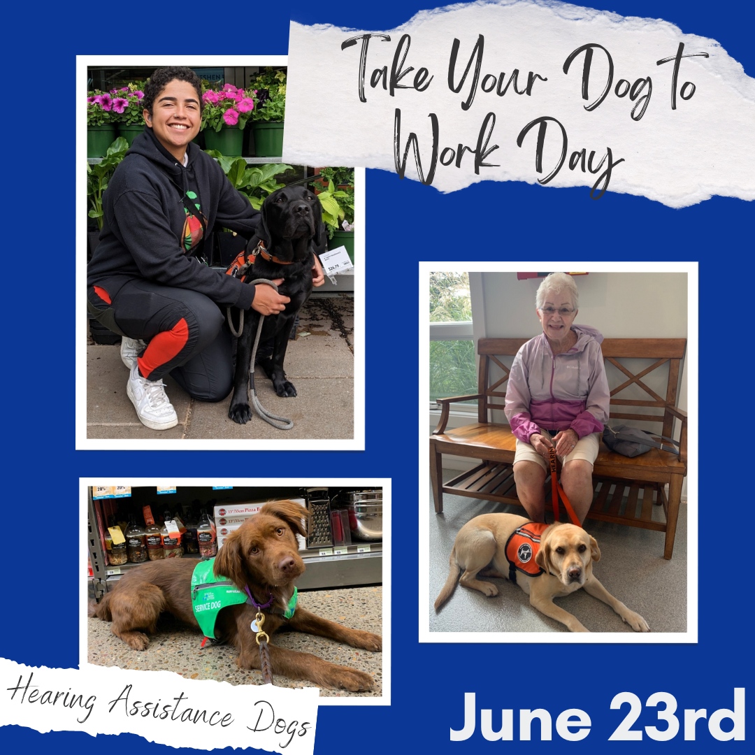Celebrating Take Your Dog to Work Day by showcasing #ServiceDogs on the job 💙 All of these pups from <a href="/dogsbetterlives/">Dogs for Better Lives</a> help their humans by working as #HearingAssistanceDogs to alert them to the noises around them. A round of a-paws for these #SuperDogs 🐾
