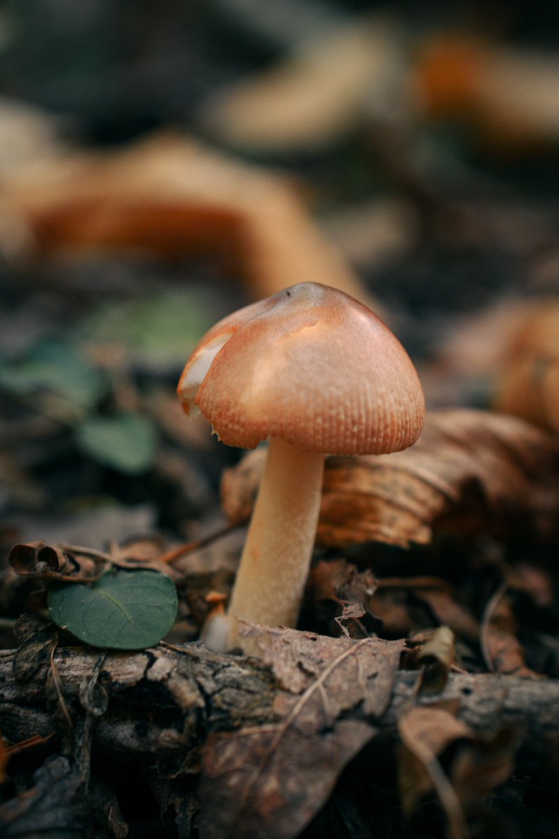 shroom_forager's tweet photo. The Tawny Grissette🍄 This beauty tends to grow around birch trees in the summer and Autumn🍂 They also grow to around 10-15cm tall!! #foraging #naturephotography https://t.co/PhdcSmnTtI