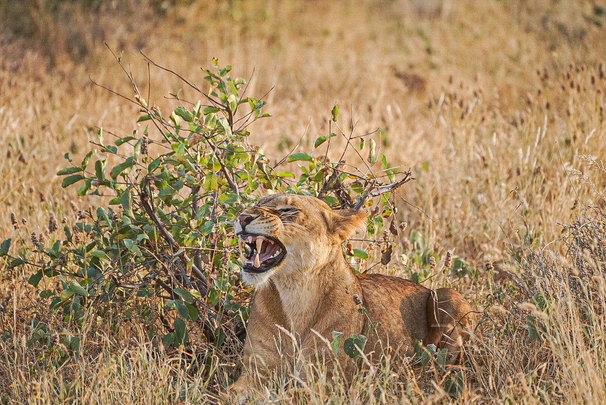 Samburu no ha defraudado 🦁🔝 #kenia #Safari #safarienkenia #leona #leonas #wildlife #animalessalvajes #fotografia