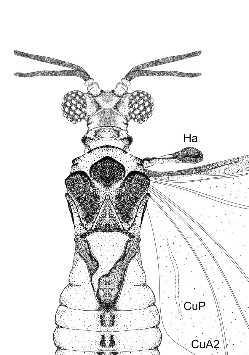 Dinagapostemon tweet picture