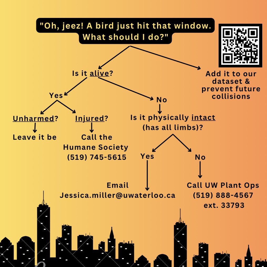 Have you seen a dead or injured bird on the University of Waterloo campus? Help us monitor bird collisions by following the steps on the chart below.