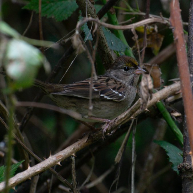 Logan Ward tweet media