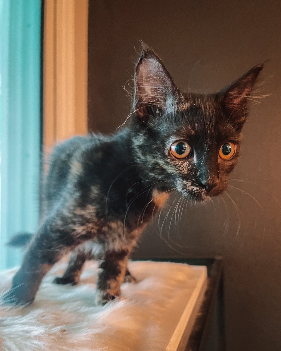 EVERYONE MEET FEYRE🥹