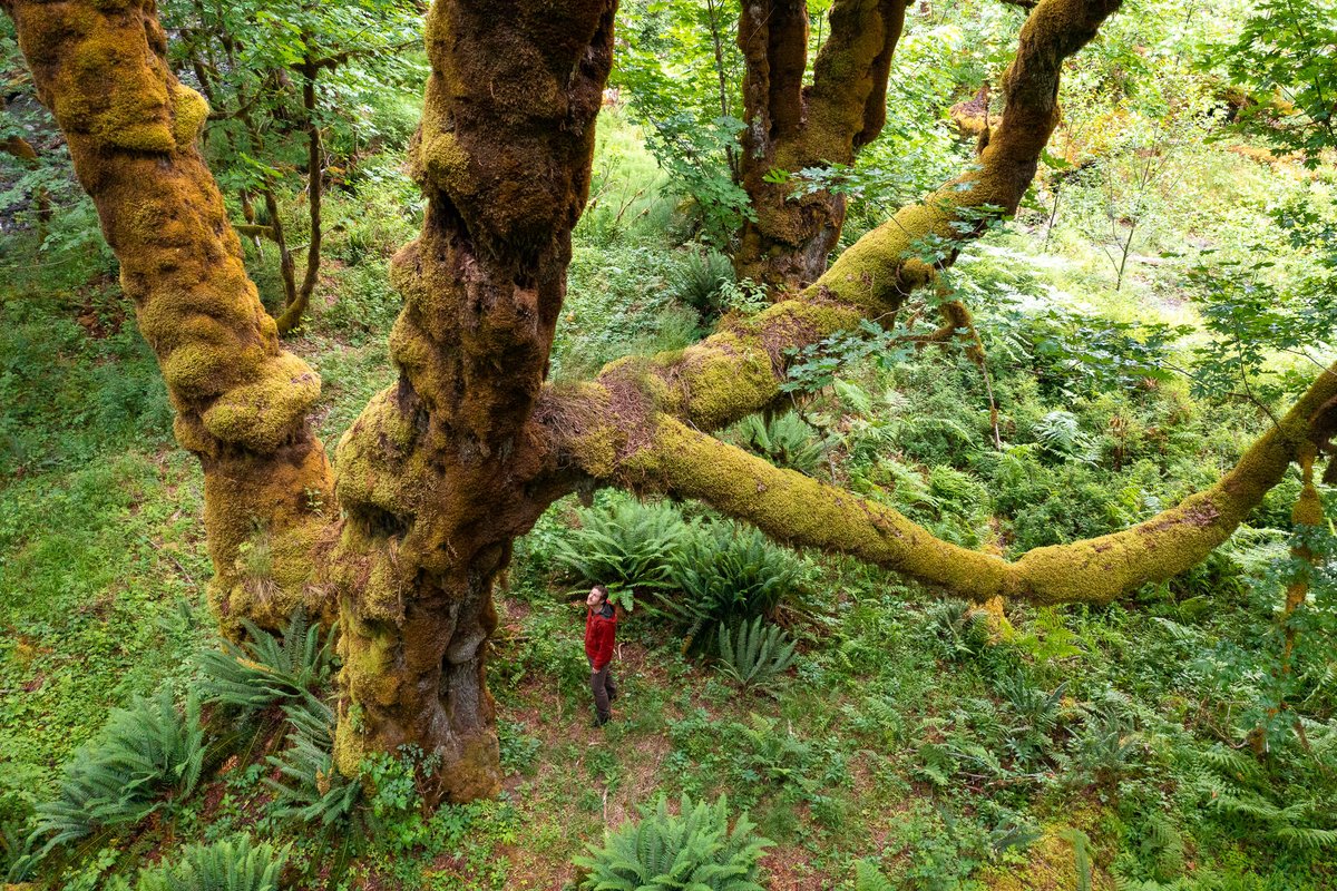 Springtime in the luscious Mossy Maple Grove west of Lake Cowichan in Hul’q’umi'num territory. Like something from a fairy tale, this rare and spectacular grove is home to super shaggy #oldgrowth bigleaf maple trees adorned with thick mats of hanging moss.