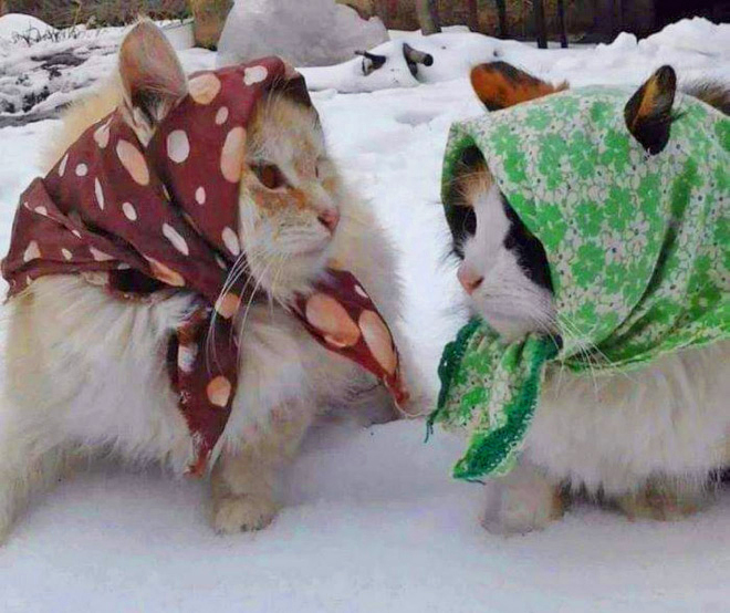 LorenzoTheCat's tweet photo. "Tatiana, listen, I think something serious is going on." https://t.co/g8HdehCeYr