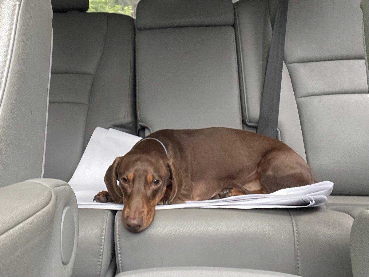 Robyn toth (@73tweettweet) on Twitter photo It is hard to tell, but Stanley was super excited for #TakeYourDogToWorkDay! <a href="/TcaArchitects/">TCA Architects</a> It is hard to tell, but Stanley was super excited for #TakeYourDogToWorkDay! <a href="/TcaArchitects/">TCA Architects</a>