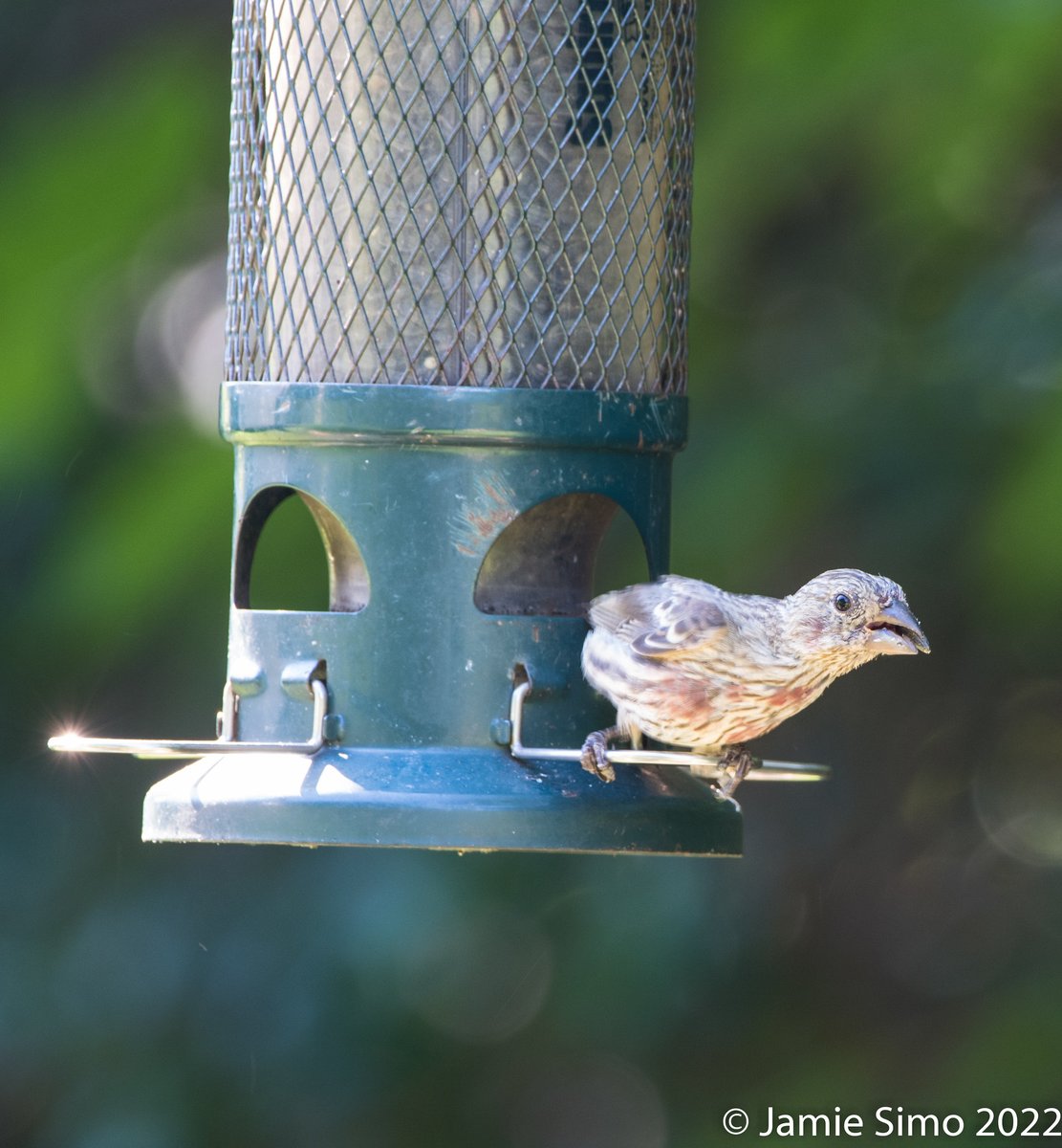 frontrangebird's tweet image. Last Days to Save! - mailchi.mp/frontrangebird…