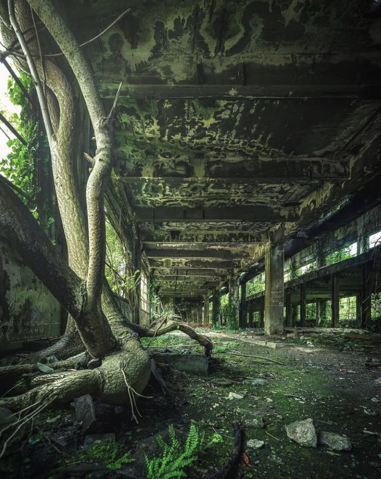 Nature always finds a way…. #mysterious #ghosts #WritingCommunity #amwriting #hauntedhouses #spookymansions #books #history #poetry #enchantment