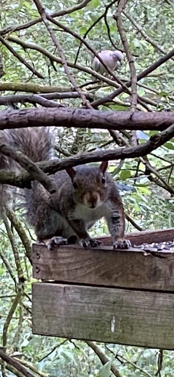 @angelamason63 @Natures_Voice @BBCSpringwatch @wwf_uk Yep,know that feeling!!😬👍