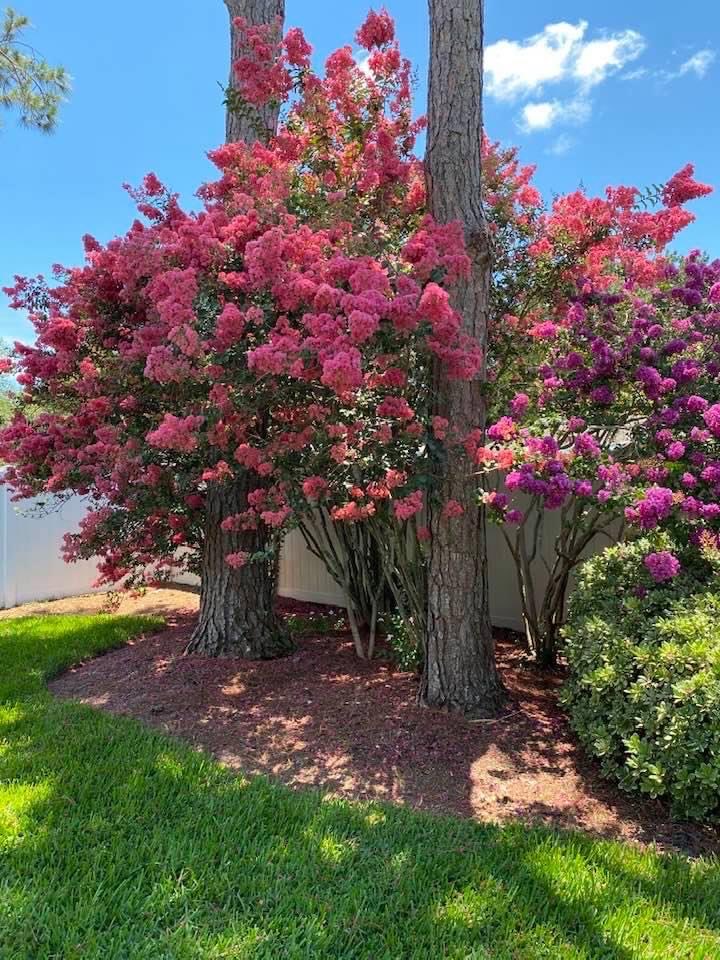 gcasey34's tweet photo. Gorgeous flowers on a spectacular day! https://t.co/q0Z3SY0QTb