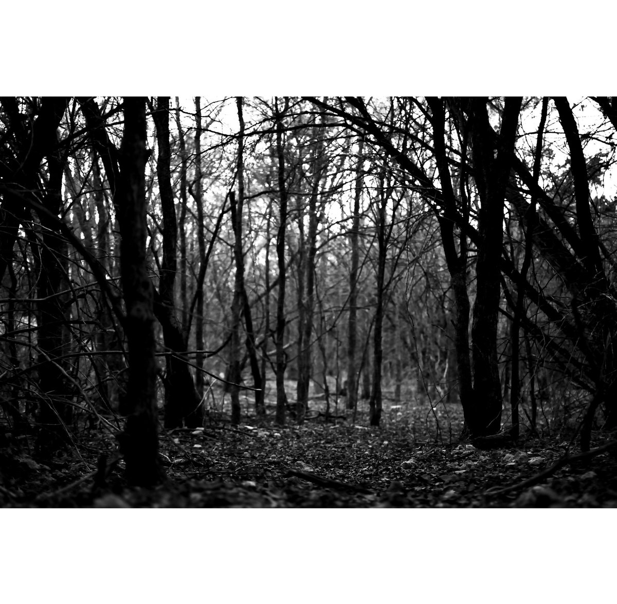 Park Trail in Winter (Reupload from 2020)

Leander, TX

#photography #NaturePhotograhpy #texasphotographer #bnw #bnwphotography