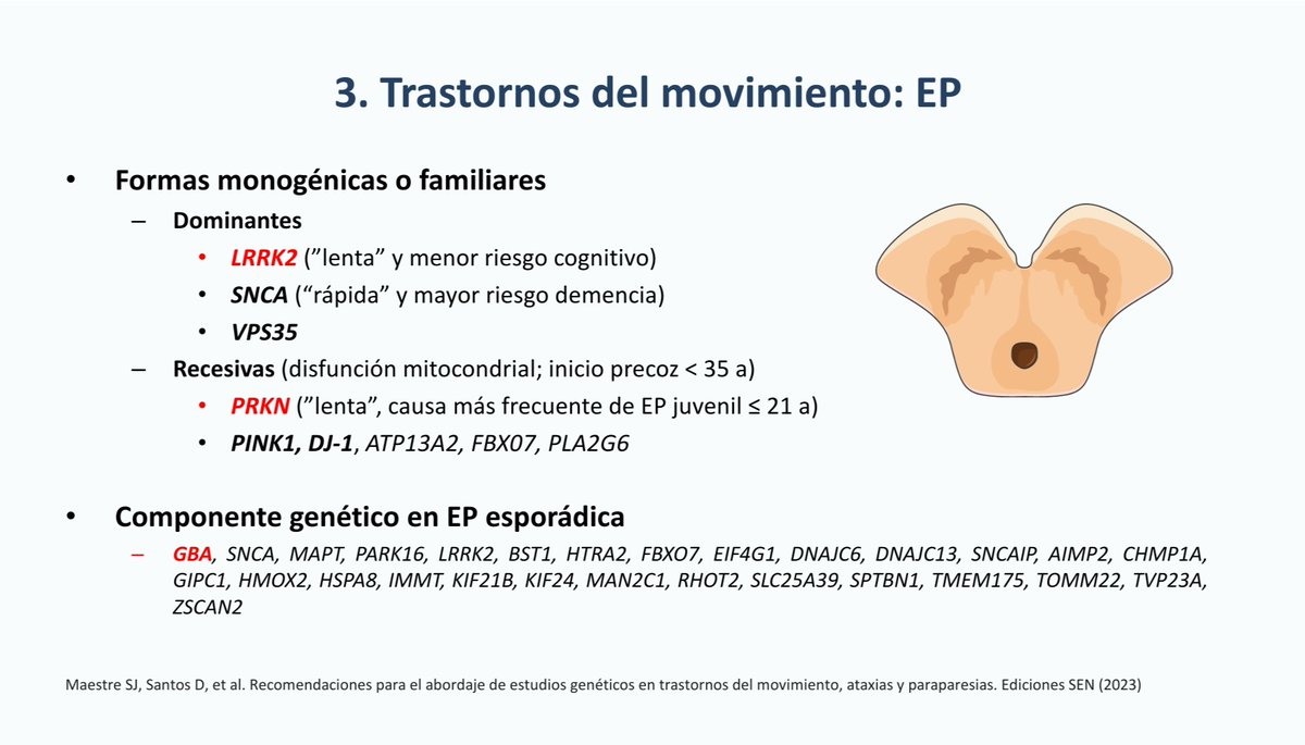 INeuroMadrid's tweet photo. En la enfermedad de #Parkinson, merece la pena recordar las formas monogénicas dominantes encabezadas por el gen #LRRK2 y las formas recesivas encabezadas por #PRKN (y de debut, por lo general, a edades más precoces) https://t.co/G4nXfxVFV2