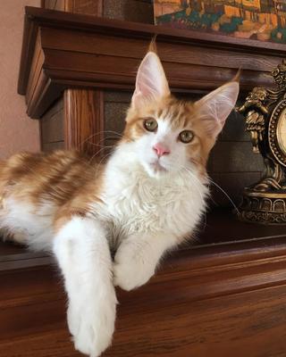 CoonCatNation's tweet photo. Meet Tiltill! 😍 ~> https://t.co/Yrjw7mSEyv  In today's post, Nataliya in Volgograd, Russia asks, "This is our little Tiltill!! He's only 5 months old. Who do you think he looks more like, Dad or Mom?" #CatsAreFamily  #kittens #pets #mainecoon https://t.co/GtPamGNU6Z