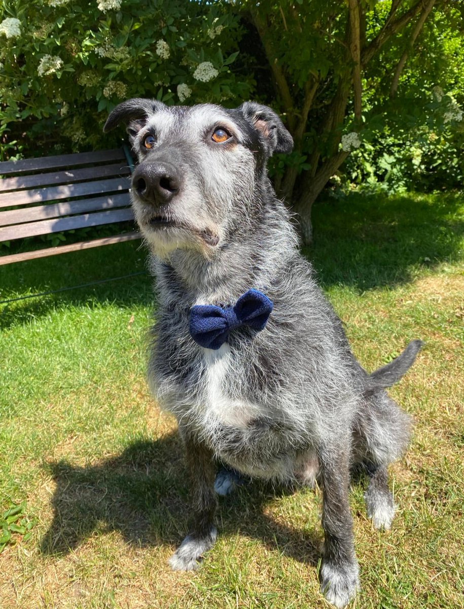 CollaredC's tweet photo. Check out Finley looking dapper in his chic Midnight Blue Harris tweed dog collar! perfect for keeping him looking fresh all year round. 🐶❤️ 👇 https://t.co/Agq0oNJFfo #dogoftheday #dogstagram #harristweeddogcollar # dogs #dogphotography #luxurydogcollar #dogsofinstagram https://t.co/BkYKpwO6k3