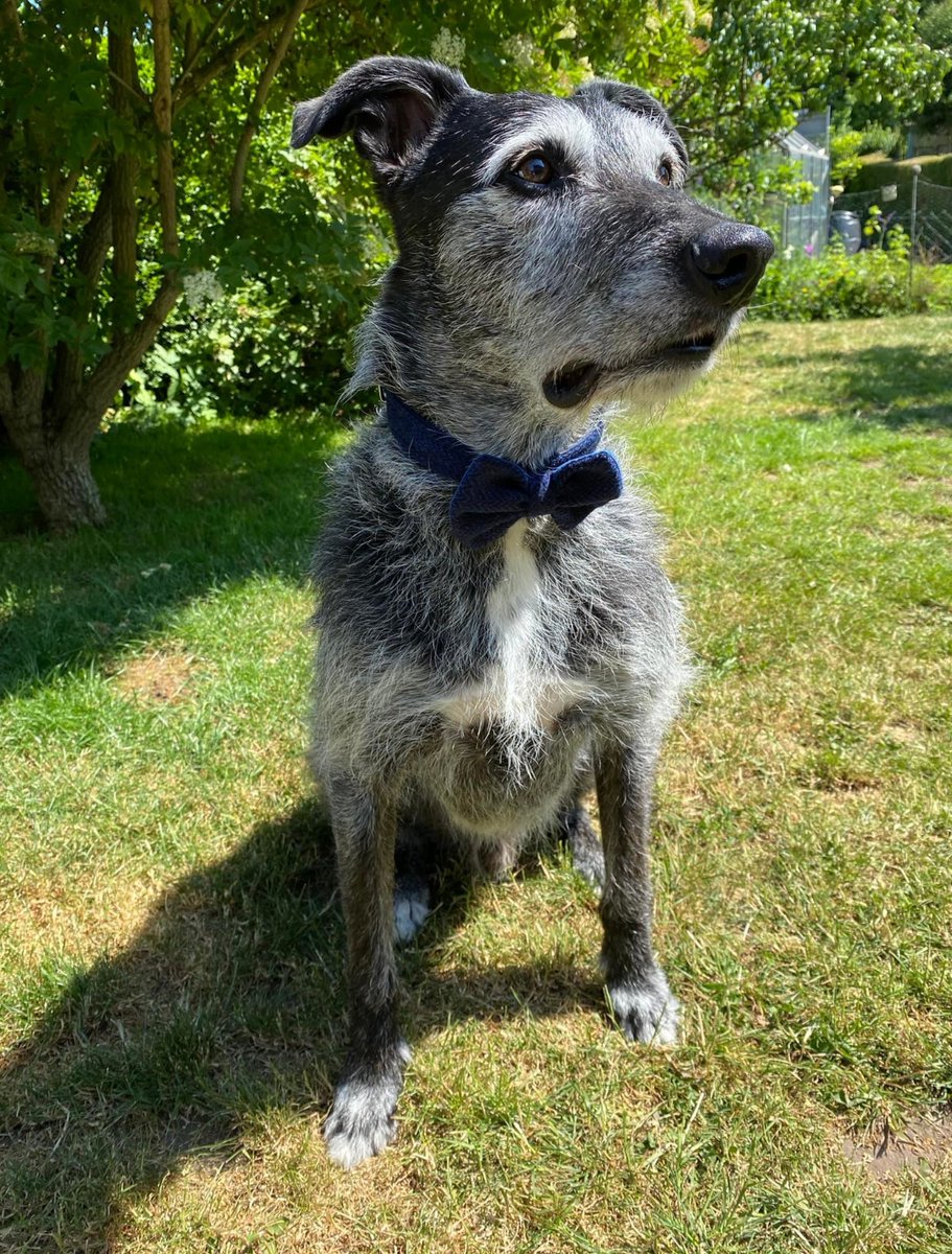 CollaredC's tweet photo. Check out Finley looking dapper in his chic Midnight Blue Harris tweed dog collar! perfect for keeping him looking fresh all year round. 🐶❤️ 👇 https://t.co/Agq0oNJFfo #dogoftheday #dogstagram #harristweeddogcollar # dogs #dogphotography #luxurydogcollar #dogsofinstagram https://t.co/BkYKpwO6k3