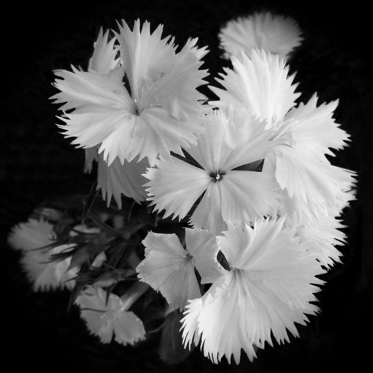 CaroleeJFriday's tweet photo. Happy #FlowerFriday🪻
This is #Flora It’s a special black and white image that I created from the beautiful dianthus in my garden.
#blackandwhitephotography #flowerphotography #floralart https://t.co/c6Lmwbg3oK