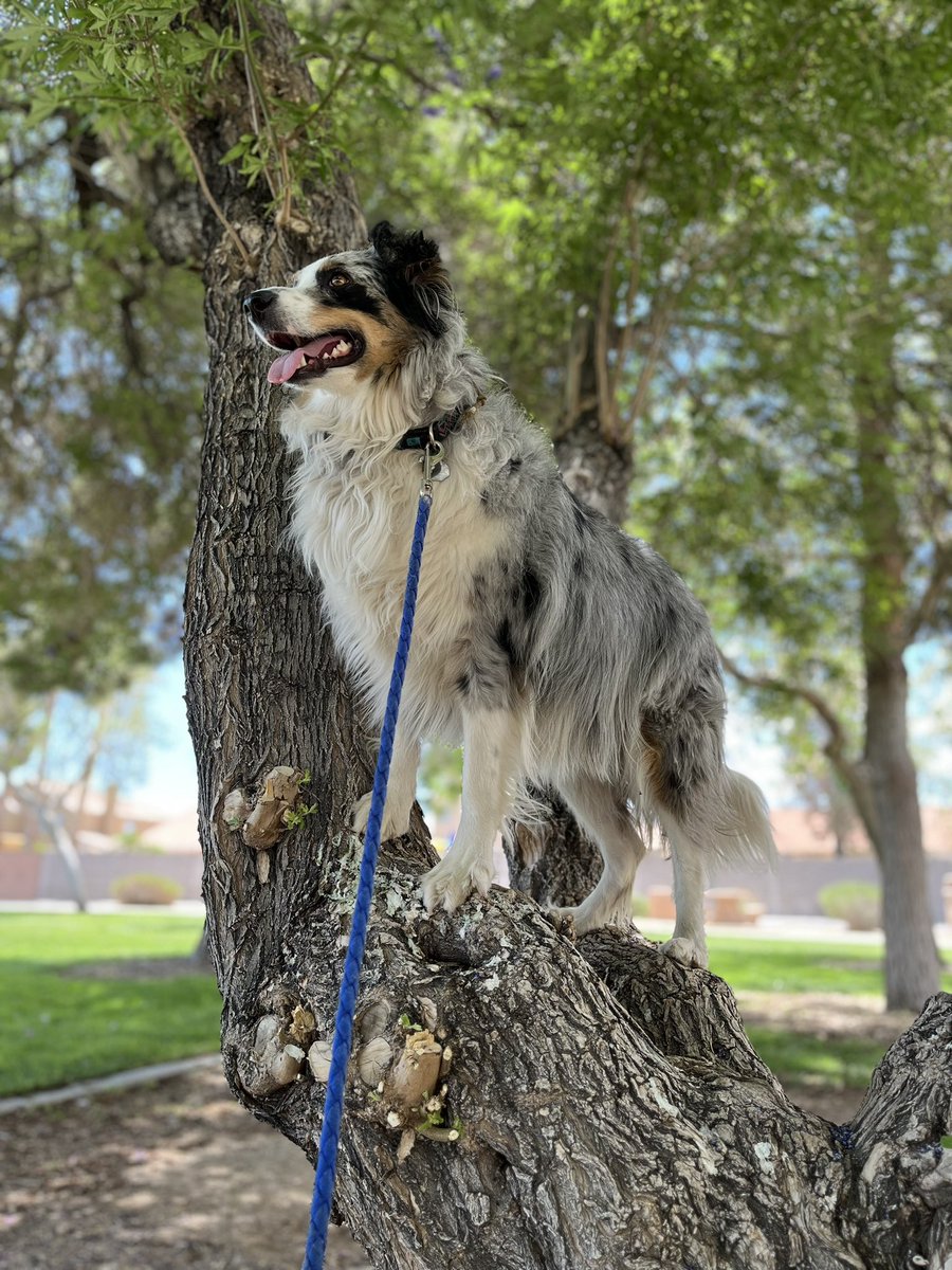 Spent some time hanging out with my dads dog last week! Isn’t she beautiful! #australianshepherd