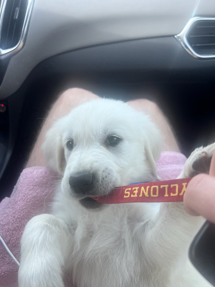 jenirogers6's tweet photo. Retirement = new puppy! Welcome to the family Jack. We are in love. https://t.co/pl9qH8fUdY