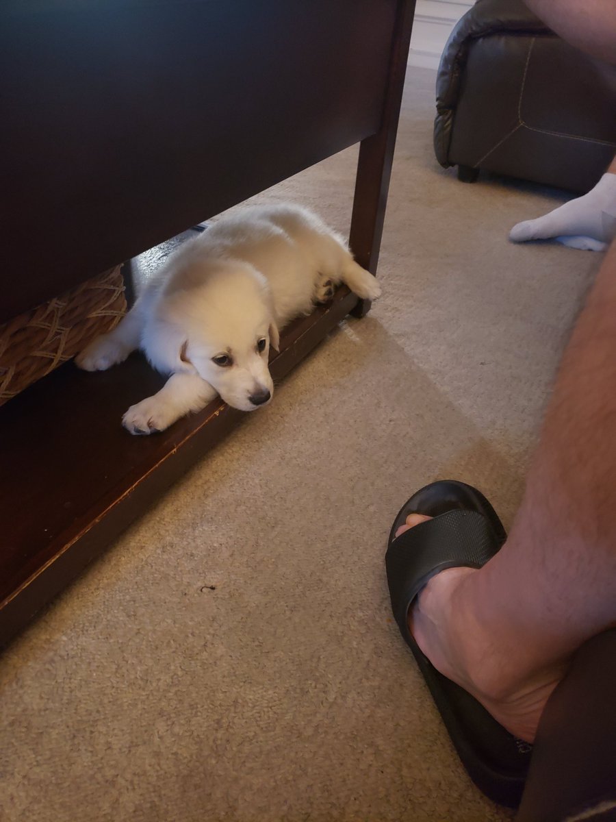 jenirogers6's tweet photo. Retirement = new puppy! Welcome to the family Jack. We are in love. https://t.co/pl9qH8fUdY