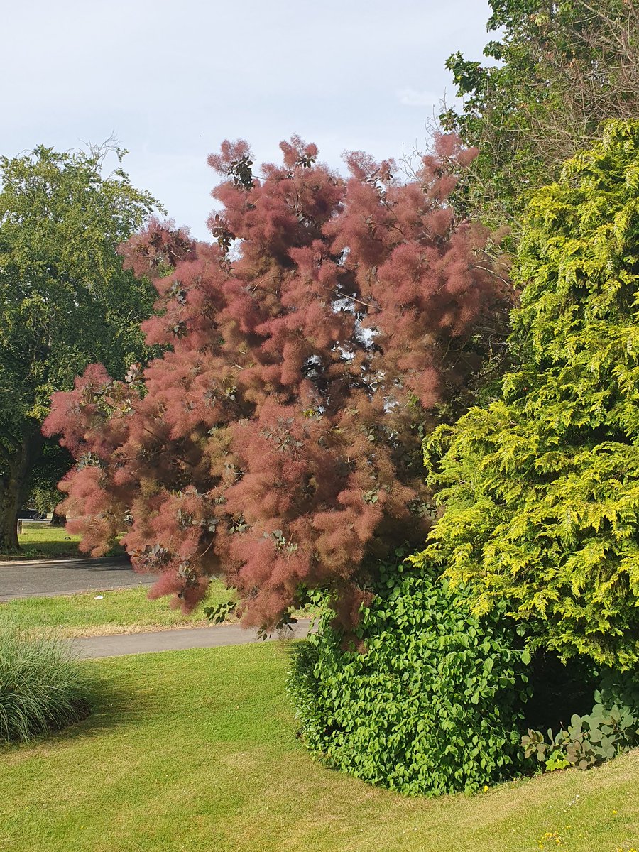 howyrdoin's tweet photo. Does anyone know what tree this is? Spotted in Hampshire UK https://t.co/ACdOjk4SwY