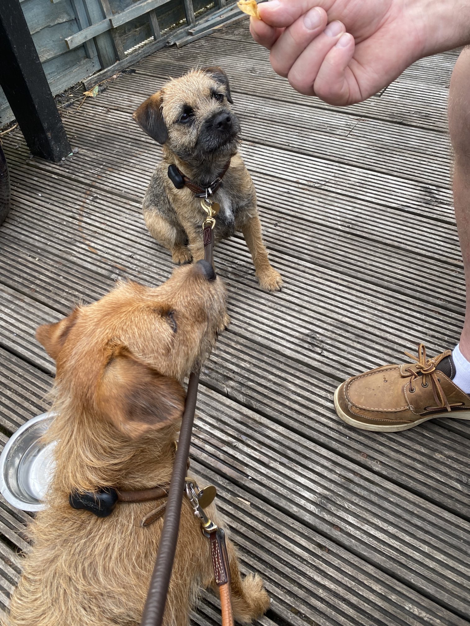 Mollyboots & Lily on Twitter: "Hurrah 😃! We have been to the pub! https
