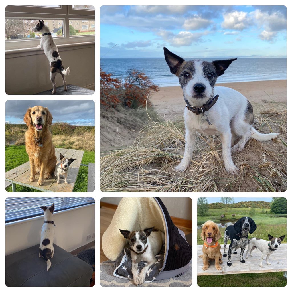 LisaLisaw1's tweet photo. #FindBenji #MissingOneYear #StopPetTheft https://t.co/cVgDXxPA1x
