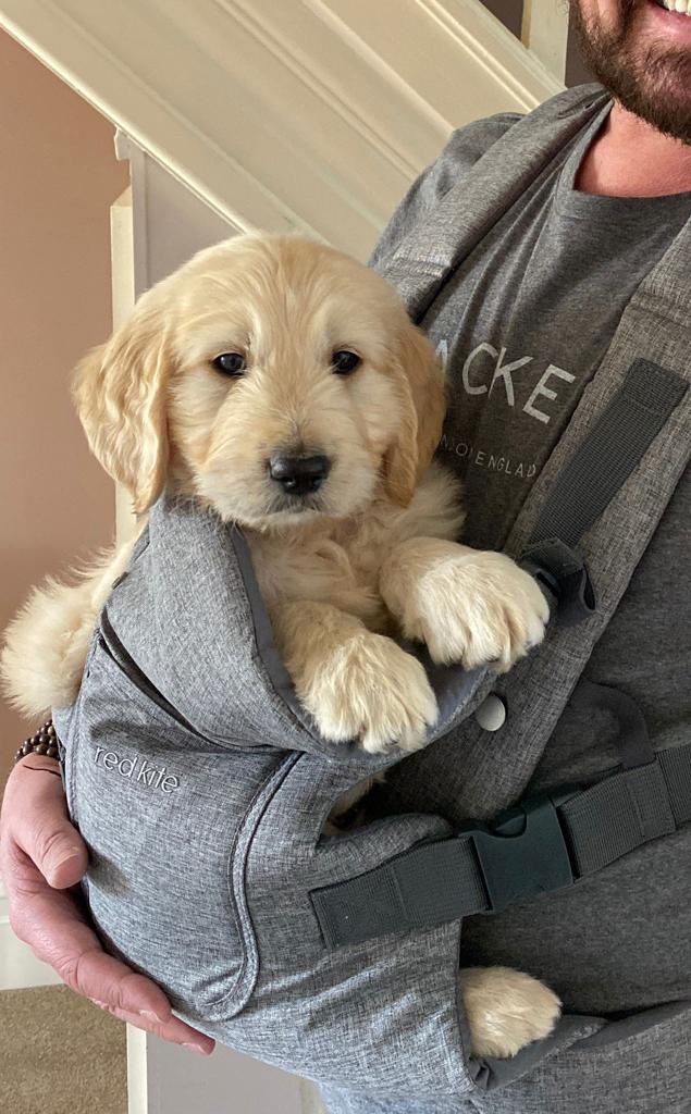 HoraceCowboy's tweet photo. Seems like only yesterday when my daddies collected me &amp; brought me to my forever home. I’m so lucky https://t.co/kM510Nm3oD