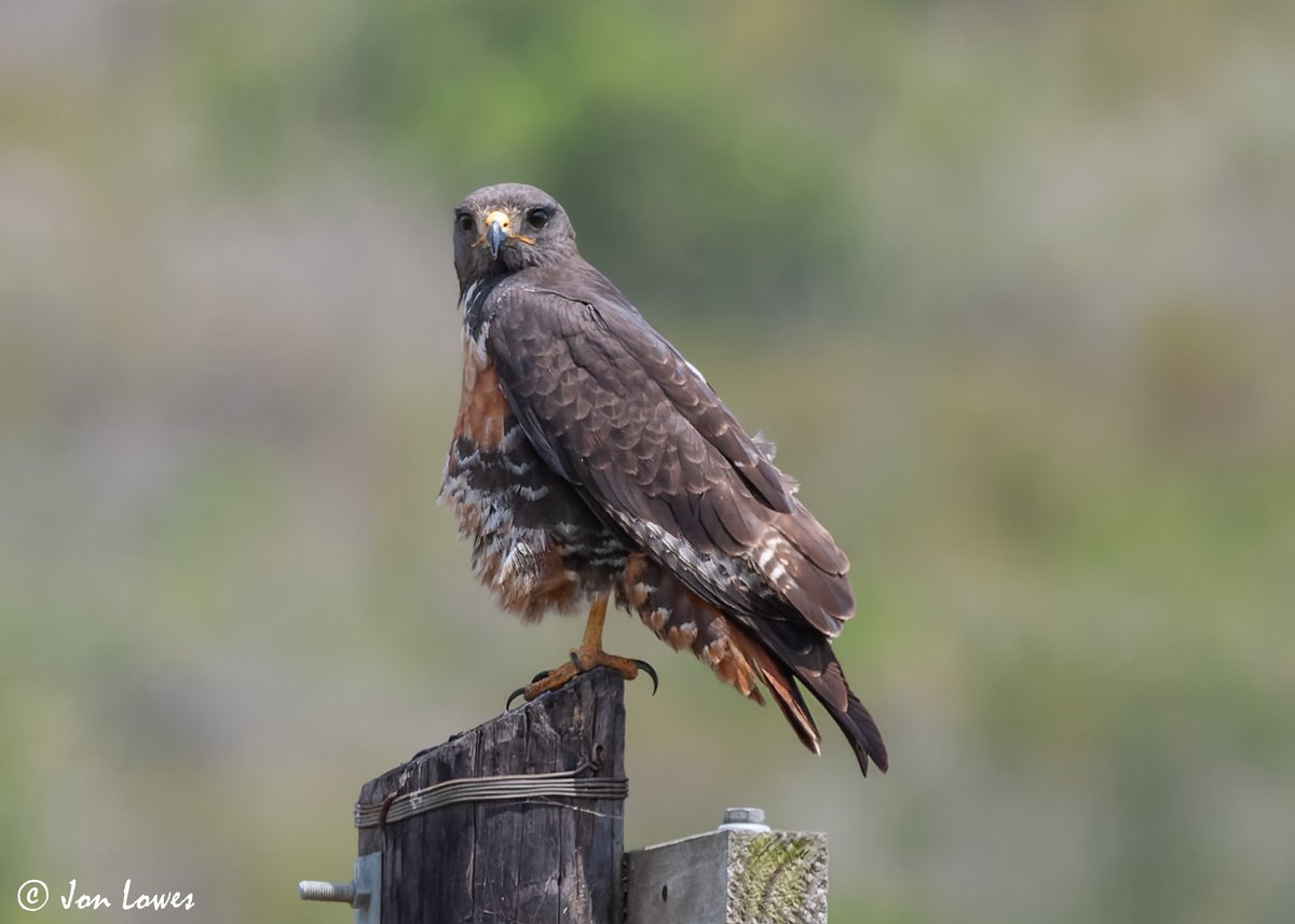 From the archives - Jackal Buzzard (Buteo rufofuscus), Langvlei, Wilderness National Park, South Africa, 08/11/2009
ebird.org/checklist/S417… #bird #birds #birdphotography #birding #birdwatching #nature #wildlife #NaturePhotography