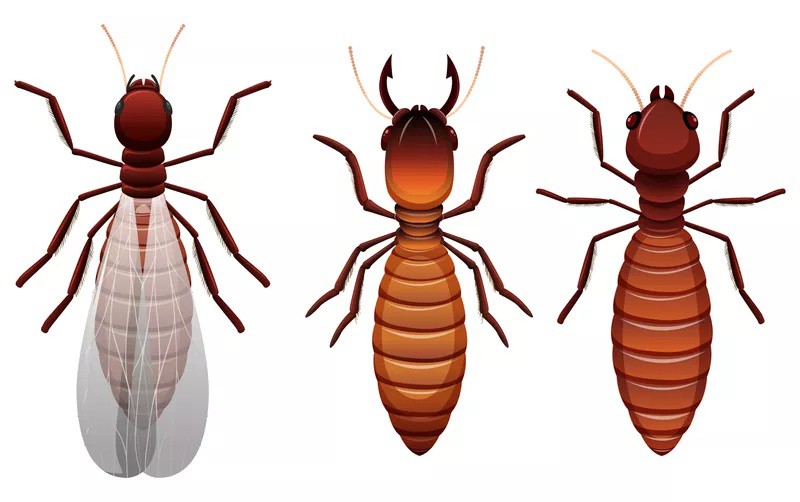 ApexPestAVL's tweet photo. Do not hesitate to call us for Asheville Termite Control and in all surrounding areas, you will be glad you did, and it will save you a great deal of heartache in the future.

Read more 👉 https://t.co/cRVSqHGXS8

#BuncombeCounty #EmergencyTermiteTreatment #TermiteTreatment https://t.co/6L3KawYpZ5