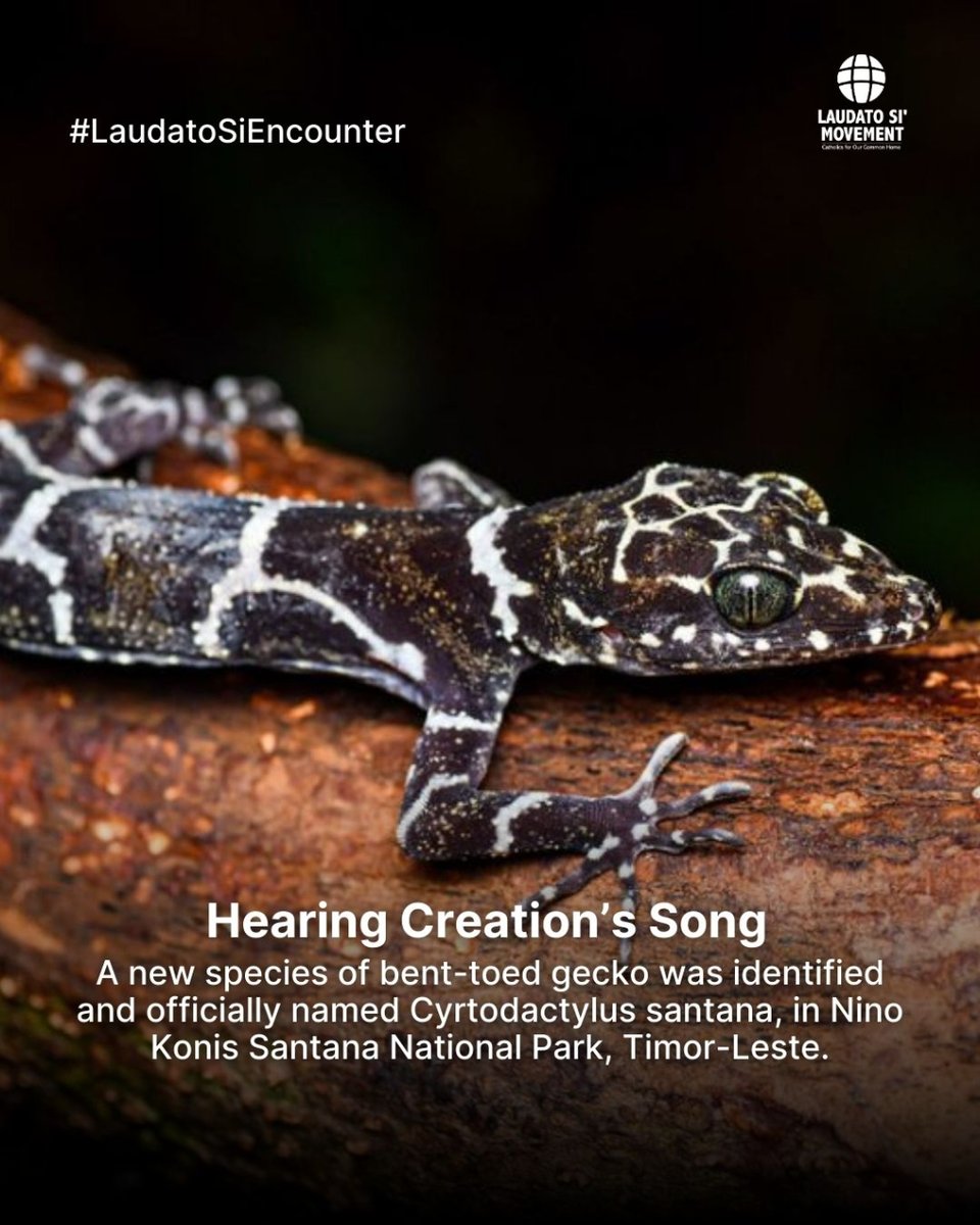 LaudatoSiMvmt's tweet photo. In #June we invite you to join in #prayer🙏🌿 with your community in this month's #LaudatoSi'Encounter, especially to hear this creation’s song with this new species of bent-toed gecko,🦎 in Nino Konis Santana National Park, Timor-Leste. 

#CreationSong #Encounter #Nature https://t.co/LACEvUydmQ