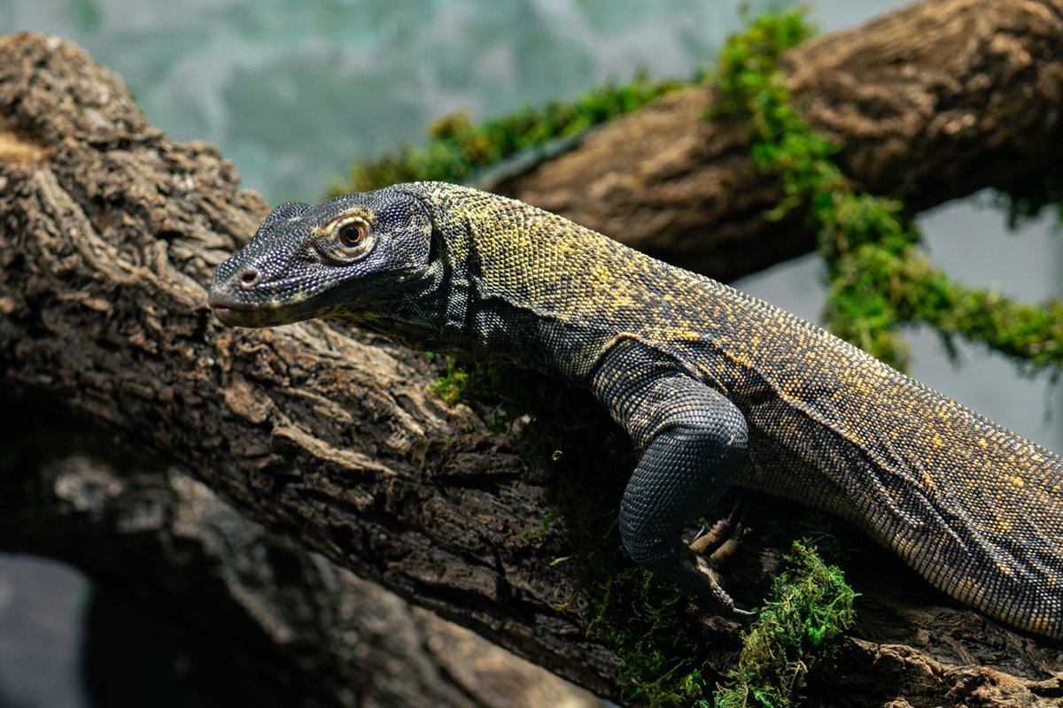 LivingPlanetUT's tweet photo. We have some BIG news! Well, it's still pretty little. But by little, we mean 3 feet long. Come meet the Aquarium's newest resident: a baby Komodo dragon! We have SO MANY exciting things happening with this baby! You'll have to see it to believe it! https://t.co/k9ldeIONvf