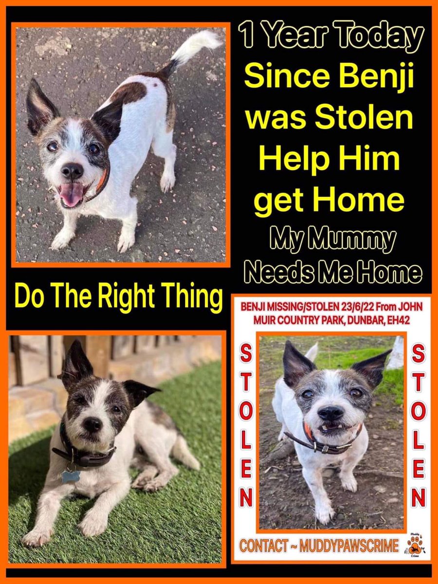 LisaLisaw1's tweet photo. #FindBenji #MissingOneYear #StopPetTheft https://t.co/bk5mjKV3BX