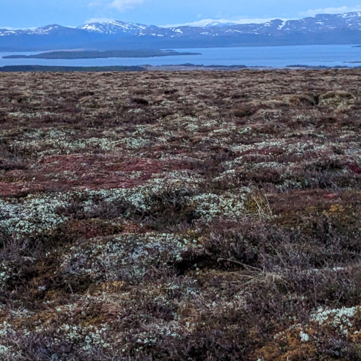 rhavenwiley's tweet photo. Just returned from Scandinavia (after a 3 year postponement by covid) -- Minna and I watched our 12th lekking species since 2014 ...  Great Snipe on a mountaintop in Sweden!  Here's the view at midnight ... 20 or so GRSN are in there somewhere ... https://t.co/1izeXmWJrt