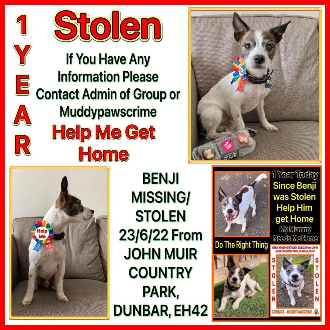 gelert01's tweet photo. #FindBenji stolen 23/06/2022 John Muir Country Park #Dunbar #East_Lothian #EH42 have you seen him? was wearing bright orange leather collar ID tag #chipped #neutered distinctive markings & missing 4 front teeth @muddypawscrime @lisffc @KarenFi51820768 @karensarah66 @rosiedoc666 https://t.co/5vutHmfK9Q