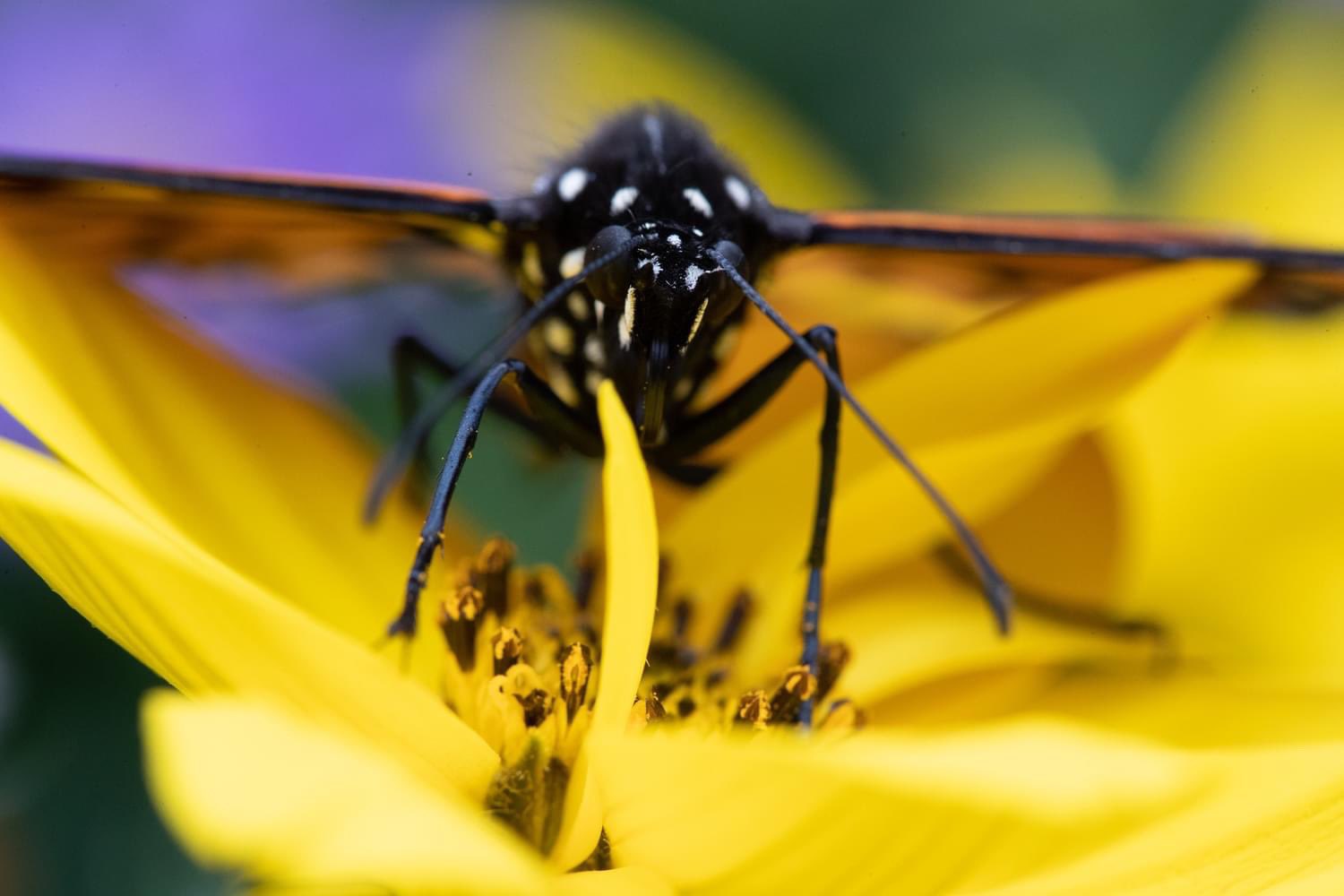 Woodland Park Zoo on Twitter "💩💩💩 = 🐝🌸🌷🌻🌷🌸🌸 7. Woodland Park Zoo's Zoo